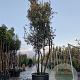 Quercus ilex 350-400 cm cont. 230L paraplu