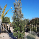 Quercus ilex 400-450 cm container meerstammig