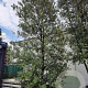 Quercus ilex 600-700 cm container