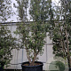 Quercus ilex 600-700 cm container meerstammig