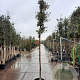 Quercus ilex 180 cm stam container 8-10