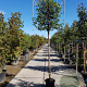 Quercus ilex 180 cm stam container 16-18