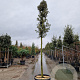 Quercus ilex 180 cm stam container 18-20 leiboom