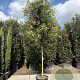 Quercus ilex 200 cm stam container 16-18 leiboom