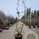 Quercus suber 175-200 cm 45L meerstammig solitair