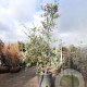 Quercus suber 200-250 cm cont. 90L meerstammig