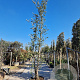 Quercus suber 400-450 cm cont. 230L meerstammig