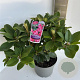 Rhododendron 'Germania' 40-50 cm 5,0L