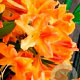 Rhododendron (AK) 'Golden Flare' 30-40 cm 5,0L met knop
