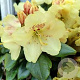 Rhododendron (AM) 'Magic Gold' 30-40 cm 5,0L