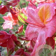 Rhododendron (AK) 'Marlies' 30-40 cm 5,0L met knop