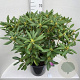 Rhododendron 'Roseum Elegans' 60-80 cm 20L