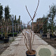 Rhus typhina 'Dissecta' 175-200 cm 35L