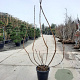 Rhus typhina 'Dissecta' 175-200 cm 35L