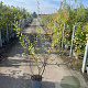 Salix cinerea 125-150 cm 5,0L