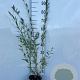 Salix purpurea 60-80 cm 2,0L