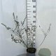 Salix repens nitida 80-100 cm 5,0L