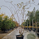 Sambucus nigra Black Beauty 250-300 cm container meerstammig
