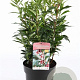 Sarcococca h. Winter Gem 30-40 cm 5,0L