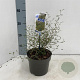 Sophora 'Little Baby' 25-30 cm 2,0L