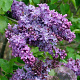 Syringa v. 'Ruhm von Horstenstein' 80-100 cm 12L 5-8 tak najaarspotting