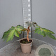 Tetrapanax papyrifer 'Rex' GM C5