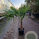 Trachycarpus fortunei 40 cm stam container