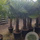 Trachycarpus fortunei 70 cm stam container