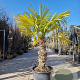 Trachycarpus fortunei 80 cm stam container