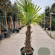 Trachycarpus fortunei 100 cm stam container