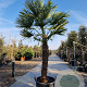 Trachycarpus fortunei 130 cm stam container