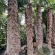 Trachycarpus fortunei 220 cm stam container