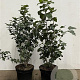 Viburnum opulus 60-80 cm 7,5L