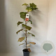 Vitis coignetiae 70 cm 2,0L met stok