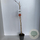 Vitis coignetiae 70 cm 2,0L met stok