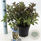 Weigela Black and White 20-25 cm 2,0L