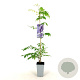 Wisteria sinensis 'Caroline' 80-100 cm 2,5L