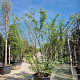 Zelkova serrata 200-250 cm container solitair 2-3 tak
