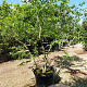 Zelkova serrata 250-300 cm container meerstammig