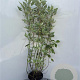 Cornus alba 'Elegantissima' 100-125 cm 5,0L
