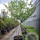 Cornus controversa 300-350 cm container solitair meerstammig