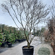 Cornus florida rubra 350-400 cm container solitair 2-3 tak