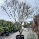 Cornus florida rubra 350-400 cm container solitair 2-3 tak