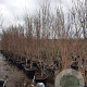Cornus k. 'Milky Way' 200-250 cm container solitair