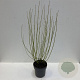 Cornus sericea 'Flaviramea' 100-125 cm 12L