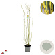 Cornus sericea 'Flaviramea' 125-150 cm 12L