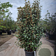 Elaeagnus ebb. 'Compacta' 125-150 cm 30L