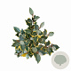 Elaeagnus ebb. 'Gilt Edge' 40-60 cm 5,0L