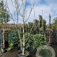 Ficus carica 300-350 cm container meerstammig