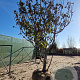 Ficus carica 400-450 cm draadkluit solitair vanaf 2